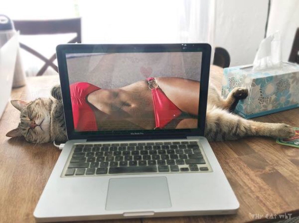 Cat lying behind a laptop, stretched out. The picture on the laptop screen is of a woman's torso in a bikini - perfectly aligning with the cat's head and legs