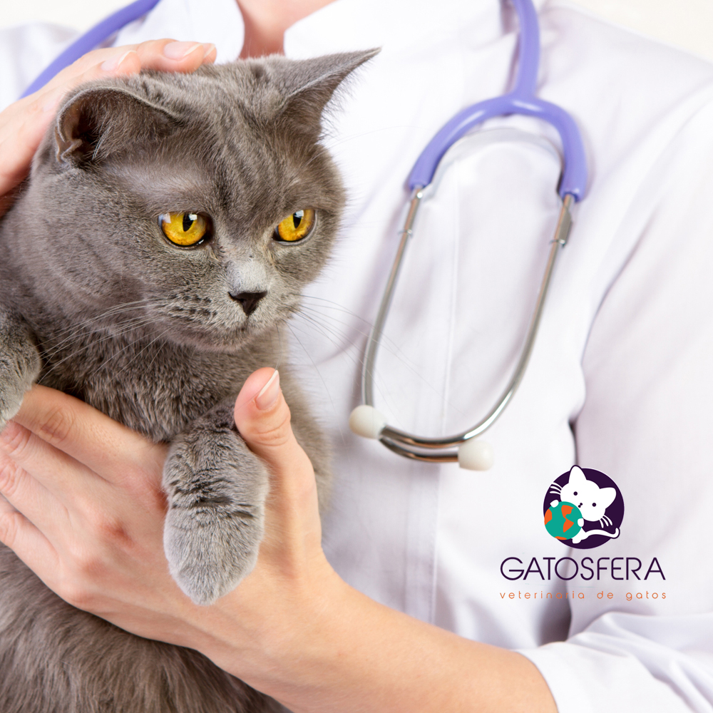GATOSFERA tweet media