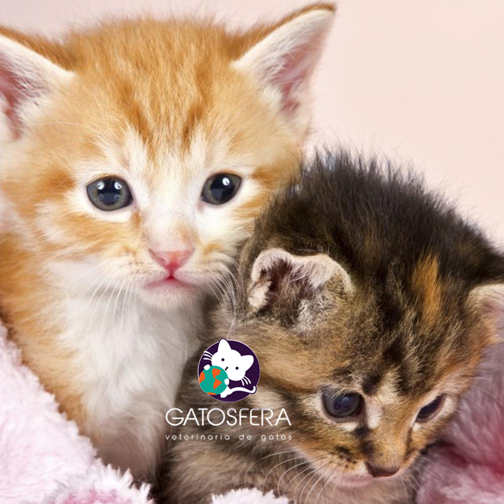 GATOSFERA tweet media