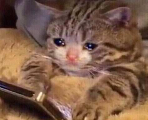 PicanteAlfajor's tweet photo. Perdón, hoy no puedo.

Me: https://t.co/mvqoVUG9UN