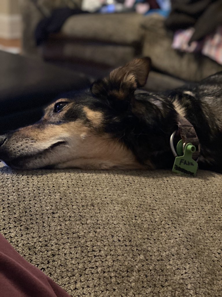 AddisonBrothers's tweet image. SHE IS BEAUTY, SHE IS GRACE. 
SHE ALWAYS LOVES, A WARM EMBRACE. 

#adventuresofaretiredsleddog