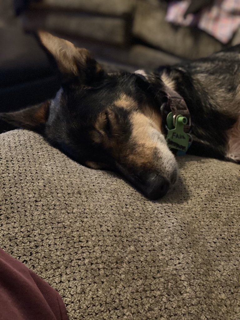 AddisonBrothers's tweet image. SHE IS BEAUTY, SHE IS GRACE. 
SHE ALWAYS LOVES, A WARM EMBRACE. 

#adventuresofaretiredsleddog