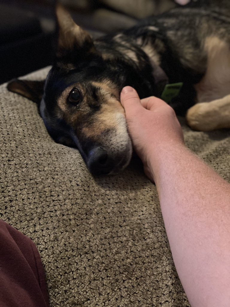 AddisonBrothers's tweet image. SHE IS BEAUTY, SHE IS GRACE. 
SHE ALWAYS LOVES, A WARM EMBRACE. 

#adventuresofaretiredsleddog