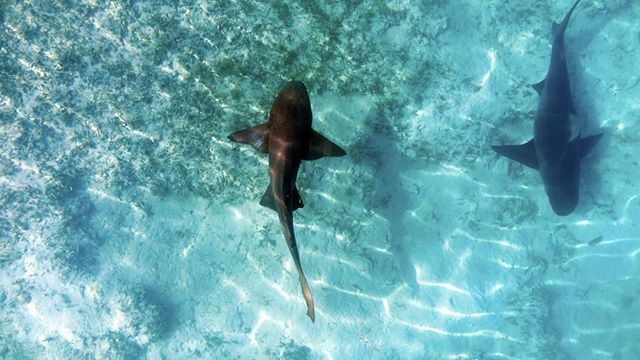 First attempt at shark drone photography. Can you name the 2 species? 
I need alot more practice but it was fun to do. 📸

#mavicpro #dji #mavic #sharks #sharks #sharkwater #sharkphotography #dronephotography #dronie #dronepilot #affinityphoto #bahama… bit.ly/2vn61A7