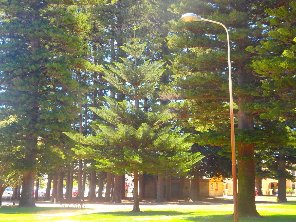 michaeljbrea19's tweet photo. Kings Park Perth https://t.co/LlMHsCPMEh