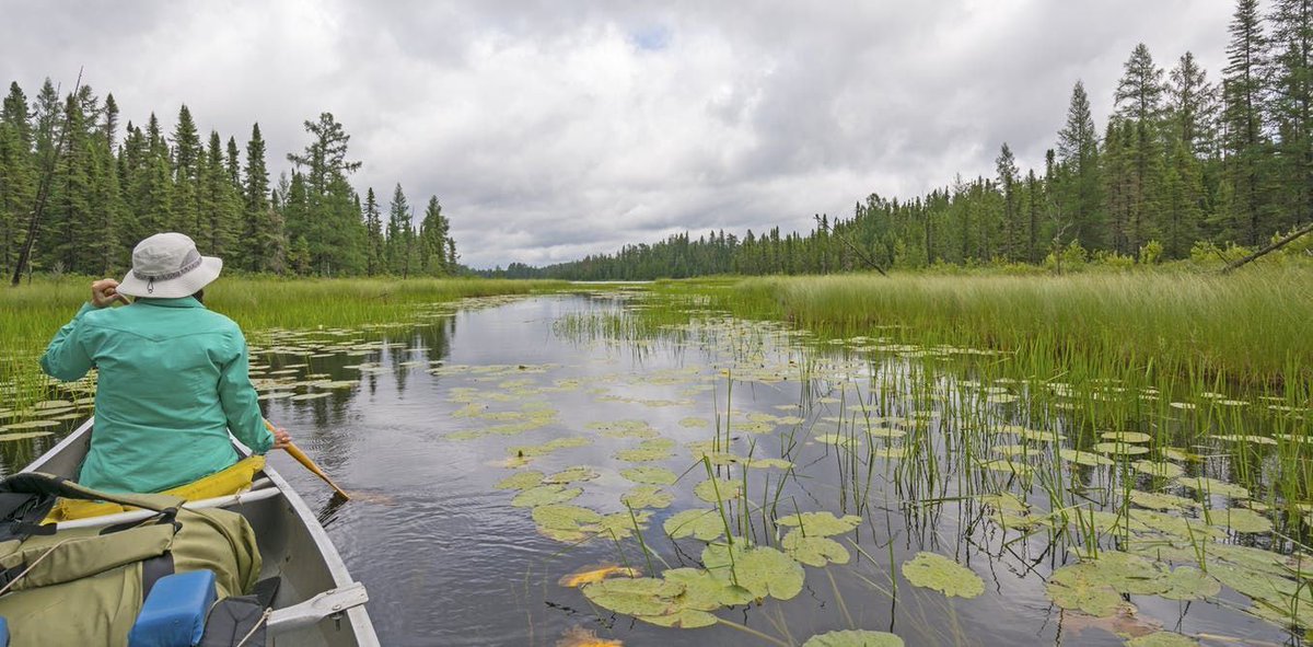 person canoeing in lake with grasses and lilypads, surrounded by forest