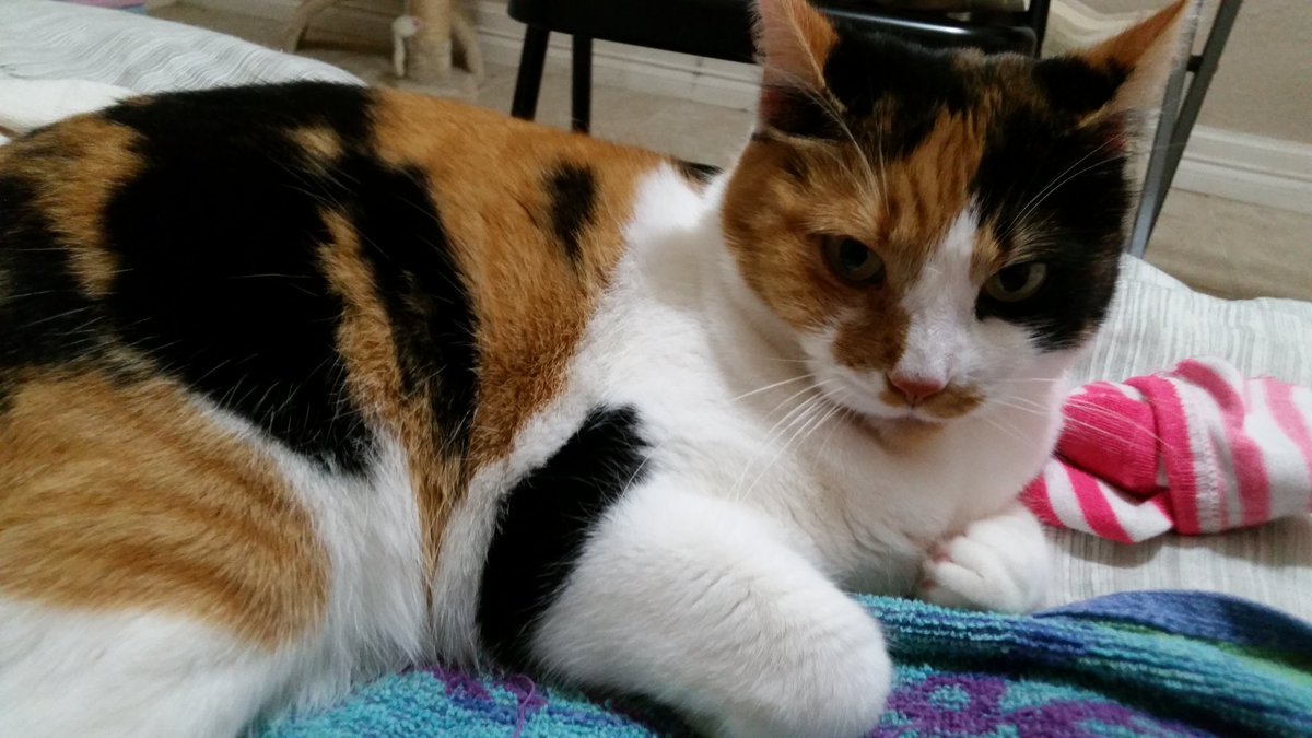 amor_vuelveTX's tweet photo. Hoomin watched the afternoon news about impeachment while doing laundry, felt troubled & uneasy still somewhat out of self #BabyYvette mez runnen fur #BY2020 purresident https://t.co/lelrKIUG9o