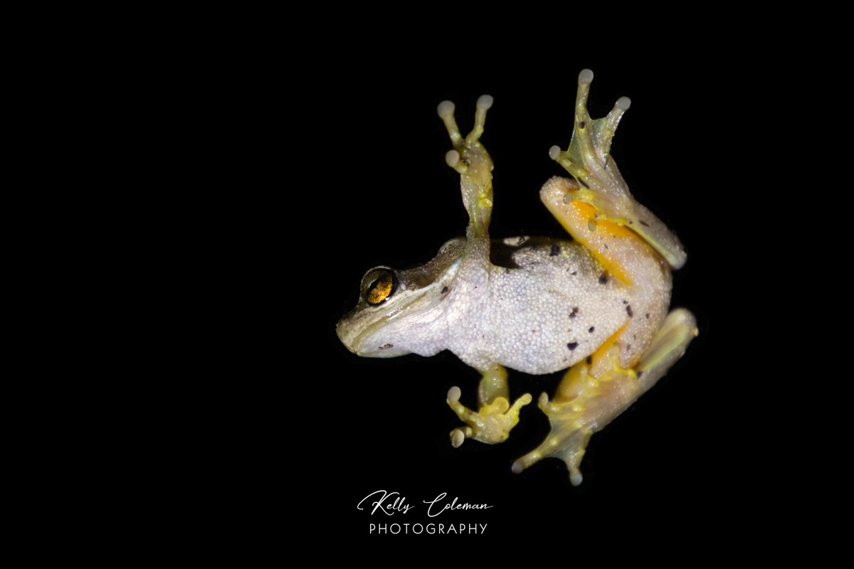 This Verreaux's tree frog (Litoria verreauxii) has found a nice home among the pot plants on our front porch. Since it so kindly sat on the window, it was a great opportunity to get some photos from both sides.
<a href="/FrogIDAus/">FrogID</a> #eastgippsland #citizenscience