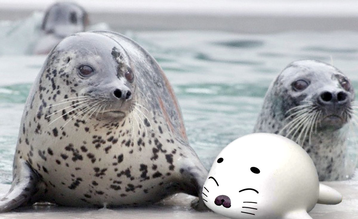 ごまきゅう Qq ゴマちゃん Sur Twitter ゴマフアザラシの総数は 品川区の人口とほぼ同じと言われてるできゅ ๑ W ۶ 40ﾏﾝｸﾗｲ 人口調査記念日 少年アシベ ゴマちゃん ゴマフアザラシ