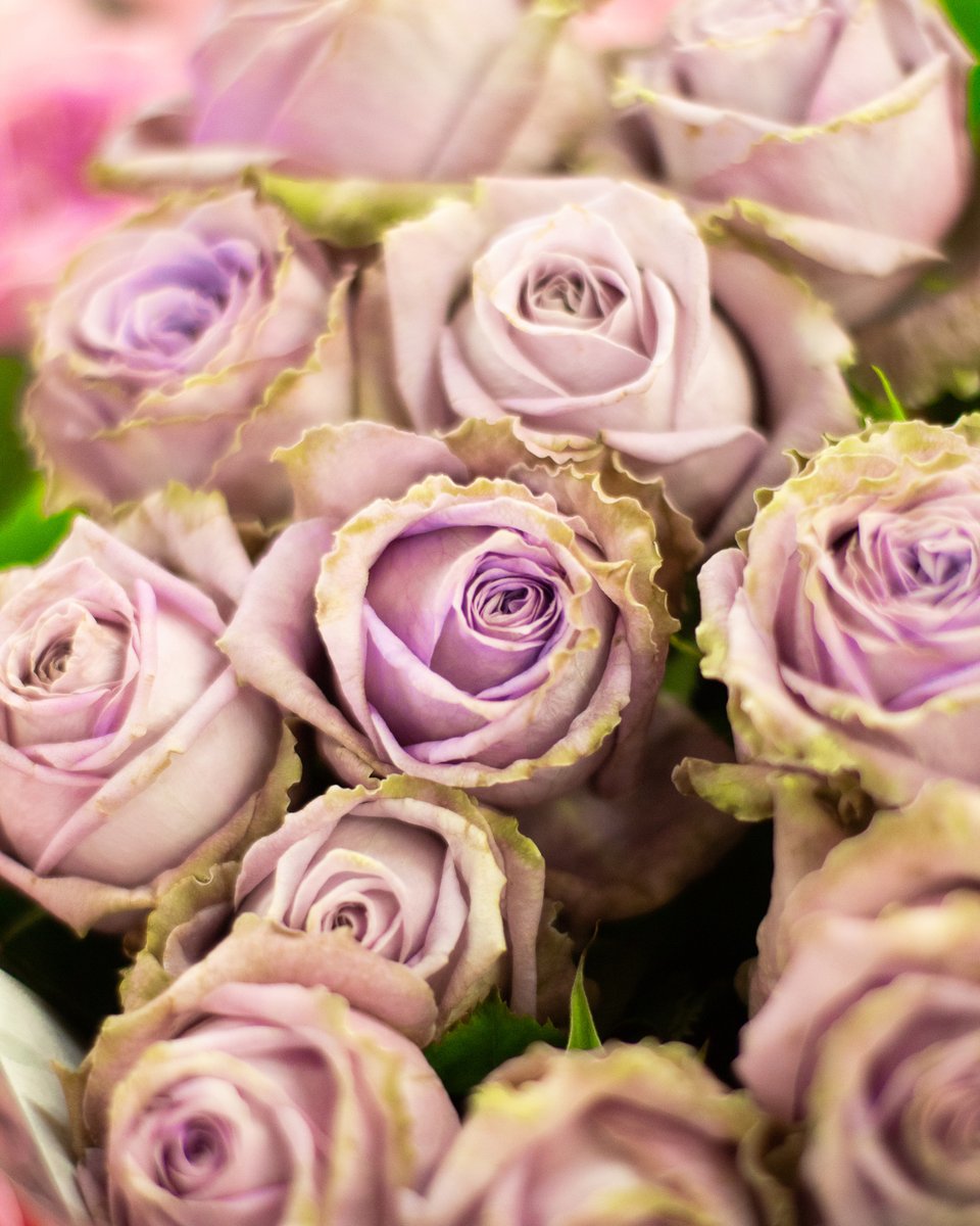 SoCalFlowerMrkt's tweet photo. A flower that inspires you to eat your veggies😋. #cabbagerose⁠ https://t.co/c0HxOvv1LO