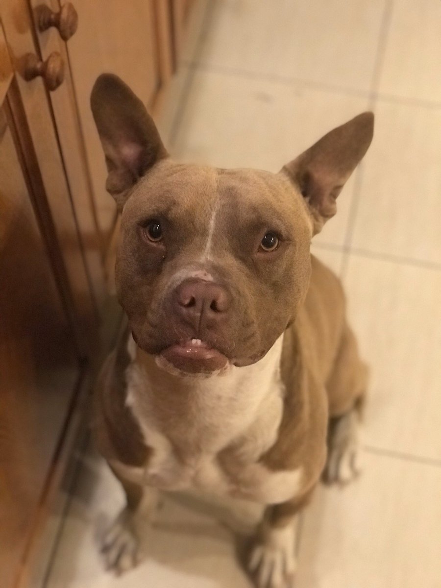 Paliwilliams's tweet photo. Gente: los pitbull son asesinos
Mi pitbull y su mandíbula asesina: https://t.co/a0RJmNM3hi