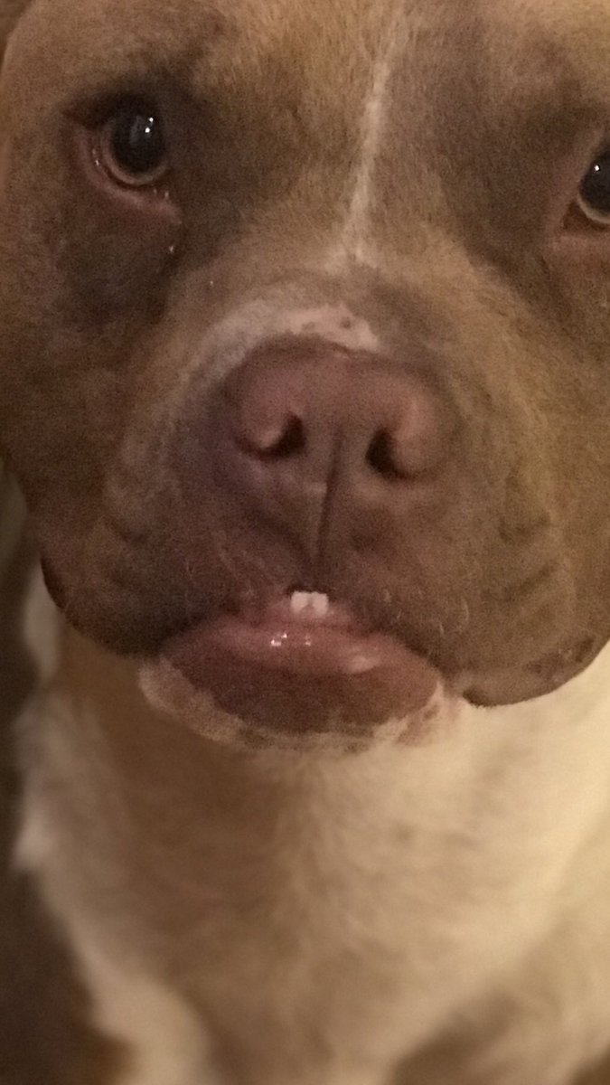 Paliwilliams's tweet photo. Gente: los pitbull son asesinos
Mi pitbull y su mandíbula asesina: https://t.co/a0RJmNM3hi