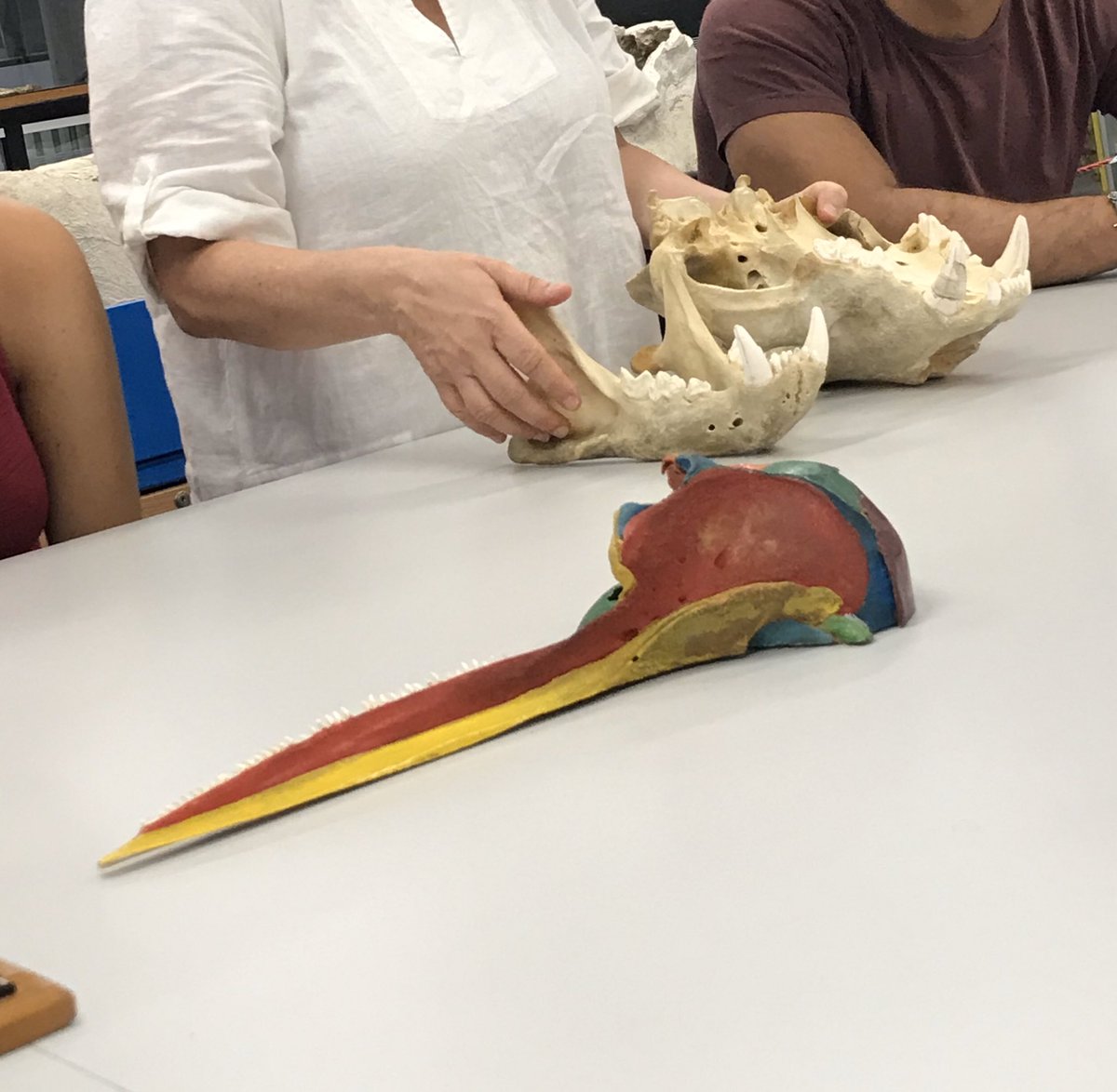 danielle Bazzocchi tweet media