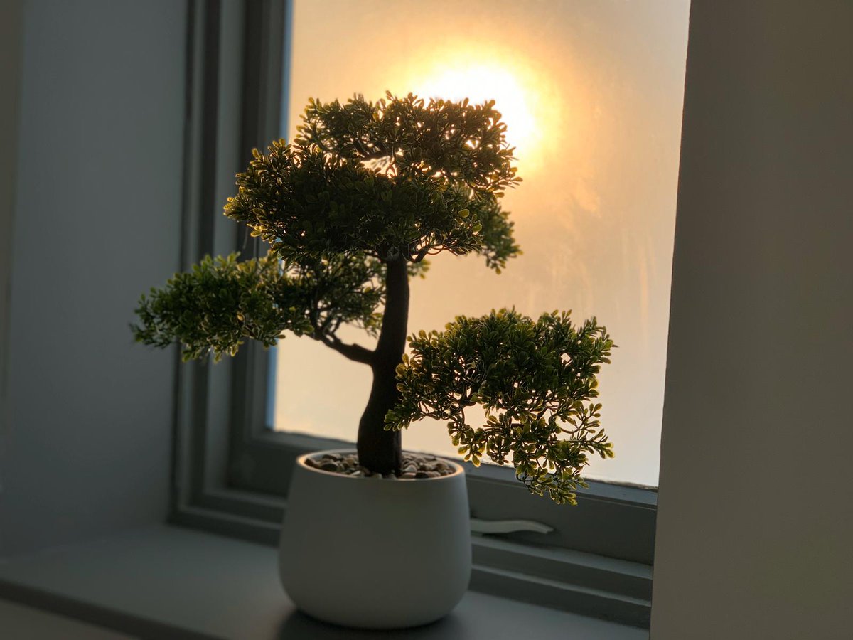TLMT_'s tweet photo. Mr Miyagi would be proud!

#Sunset #OfficePlant #Moving #NewOffice https://t.co/SVBRLg8UV6