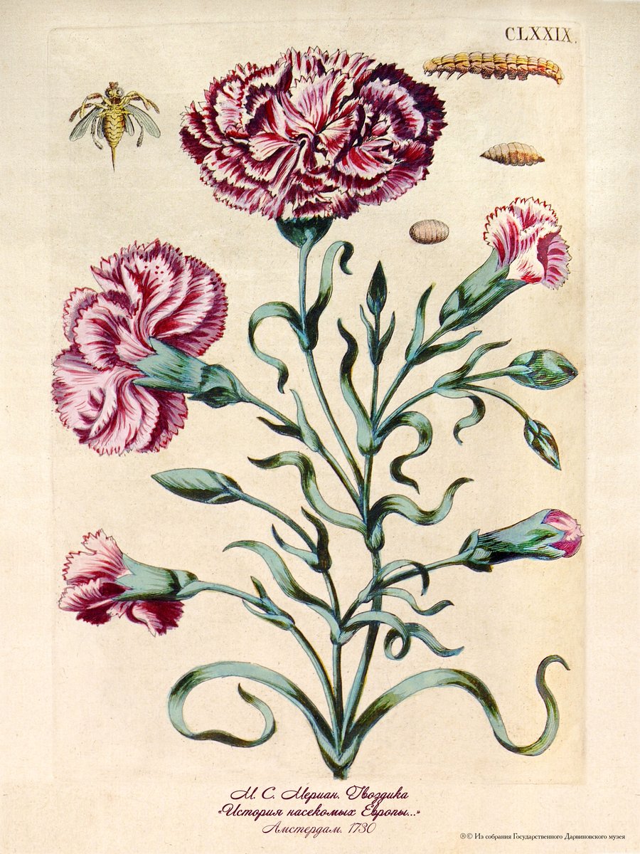 "Carnation", Amsterdam 1730; @rusembassynl