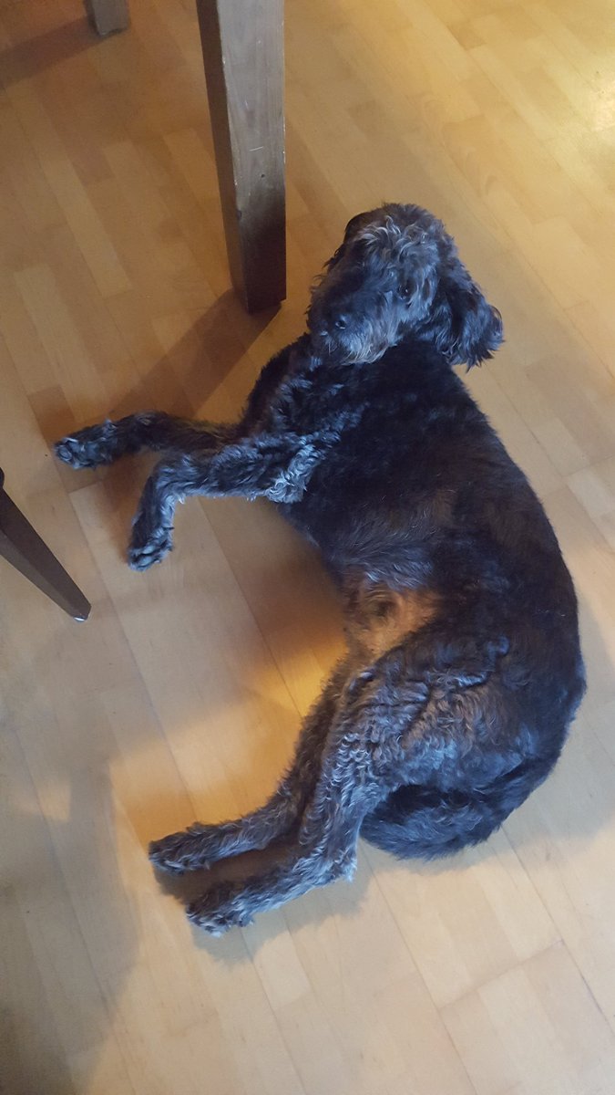 P4ulchen_'s tweet photo. Mit letzter Kraft hab ich mich zum Esstisch geschleppt, dann bin ich zusammengebrochen
Ich bekomm ja nix zu fressen https://t.co/qTNLvXV1Kl