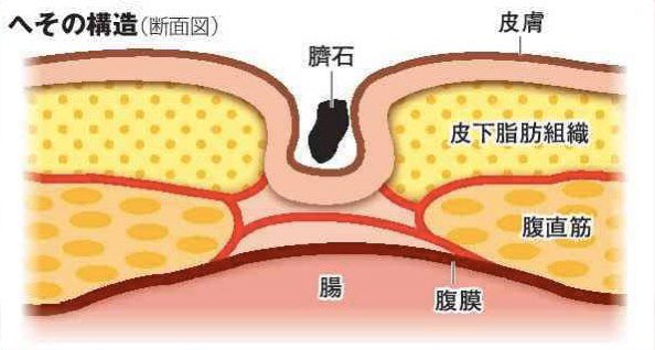 臓器のtwitterイラスト検索結果