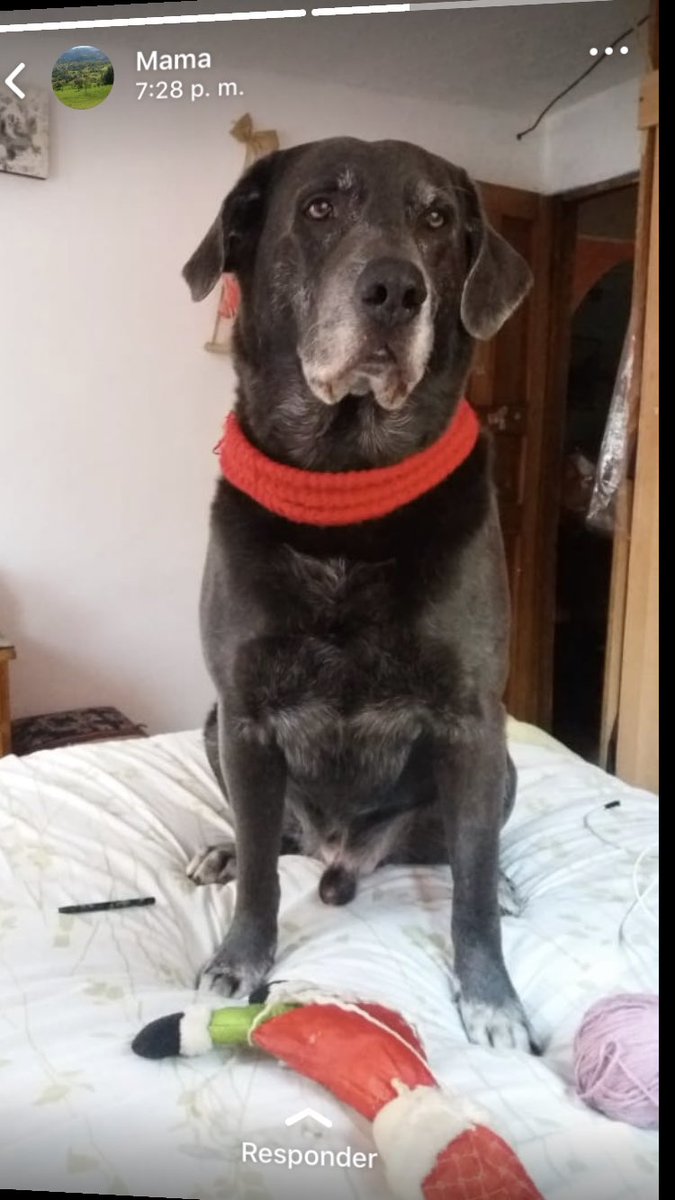 Dialsofe's tweet photo. Mi perro se perdió el día 20 de enero de 2020 en suba agradecería cualquier información y RT que me ayude a encontrarlo ! https://t.co/HFXxOFVSuF