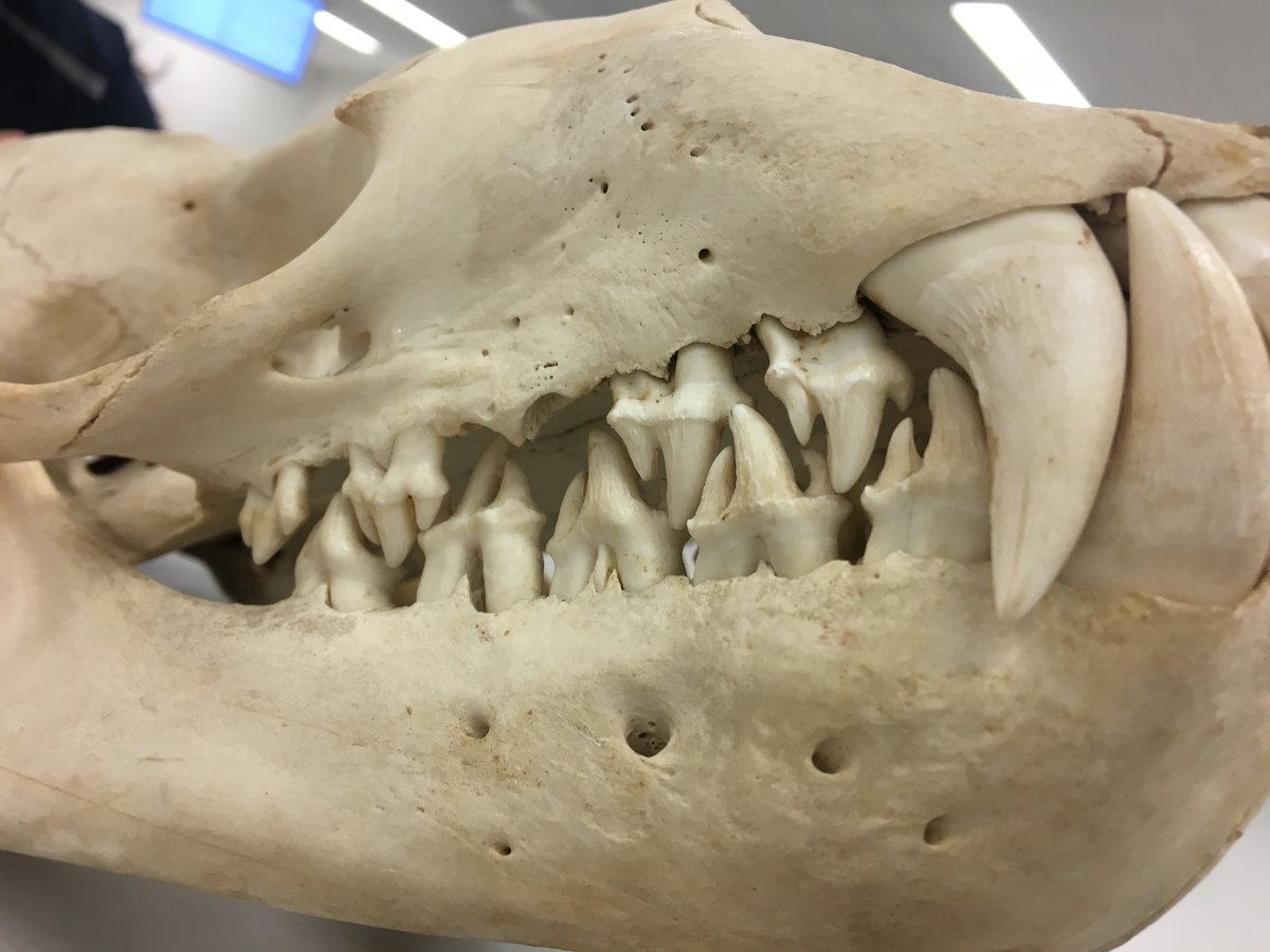 camillefougere1's tweet photo. An up close and personal look  at the innovative teeth of the leopard seal. As Antarctic krill are a significant part of their diet, these seals rely on their lobed teeth to act as a sieve and trap their next meal in their mouth🦐🦐
#MarEnvS20 https://t.co/CnOdxWcuCZ