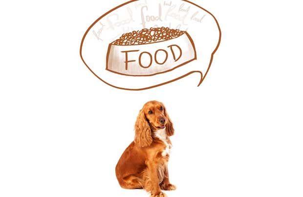 New Post: Doggie Diet “How-To”
buff.ly/311ln9t