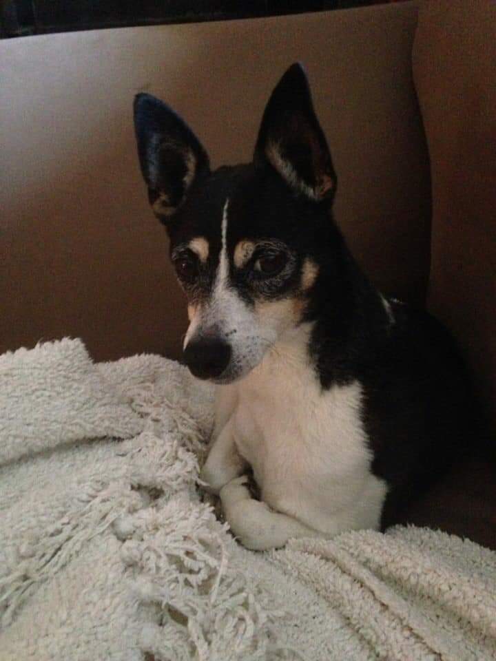 blaynes1's tweet photo. Rip dear boy... Miss u so much https://t.co/pHI8YabKb9