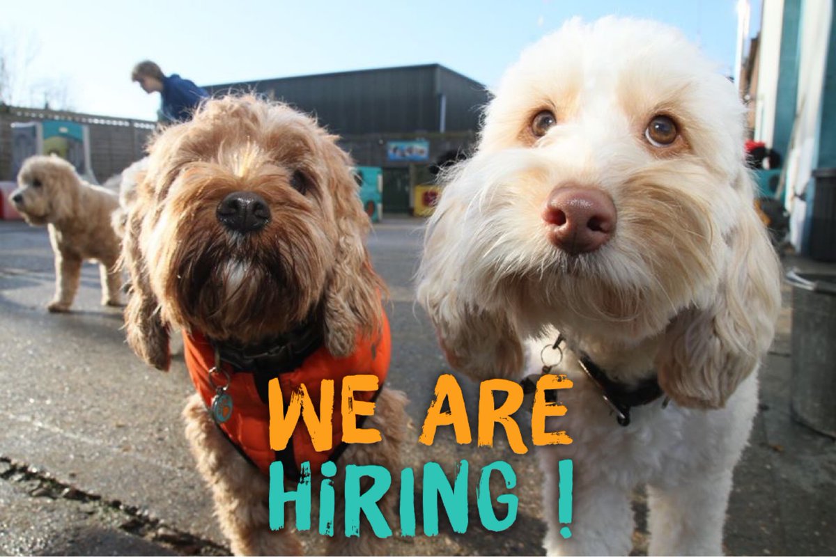 camptailsbse's tweet photo. New apprenticeship opportunity!
A rare opportunity to join our growing team of amazing Camp Carers and have the job of your dreams whilst gaining a qualification.
@Apprenticeships #dreamcareer #workwithdogs
https://t.co/UeO5Wv6JZC https://t.co/2OvldcD2dQ