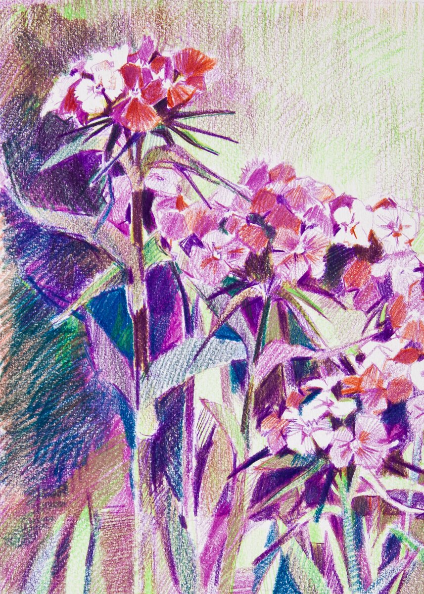 Color pencil drawing by I. Makoveeva, @darwinmuseum collection of fine arts