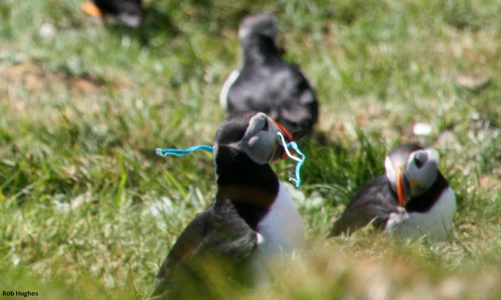 The Shiant Isles, off the coast of northwest Scotland, serve as critical habitat for hundreds of thousands of seabirds, including this puffin, found holding a small length of plastic string. Photo by Robert Hughes