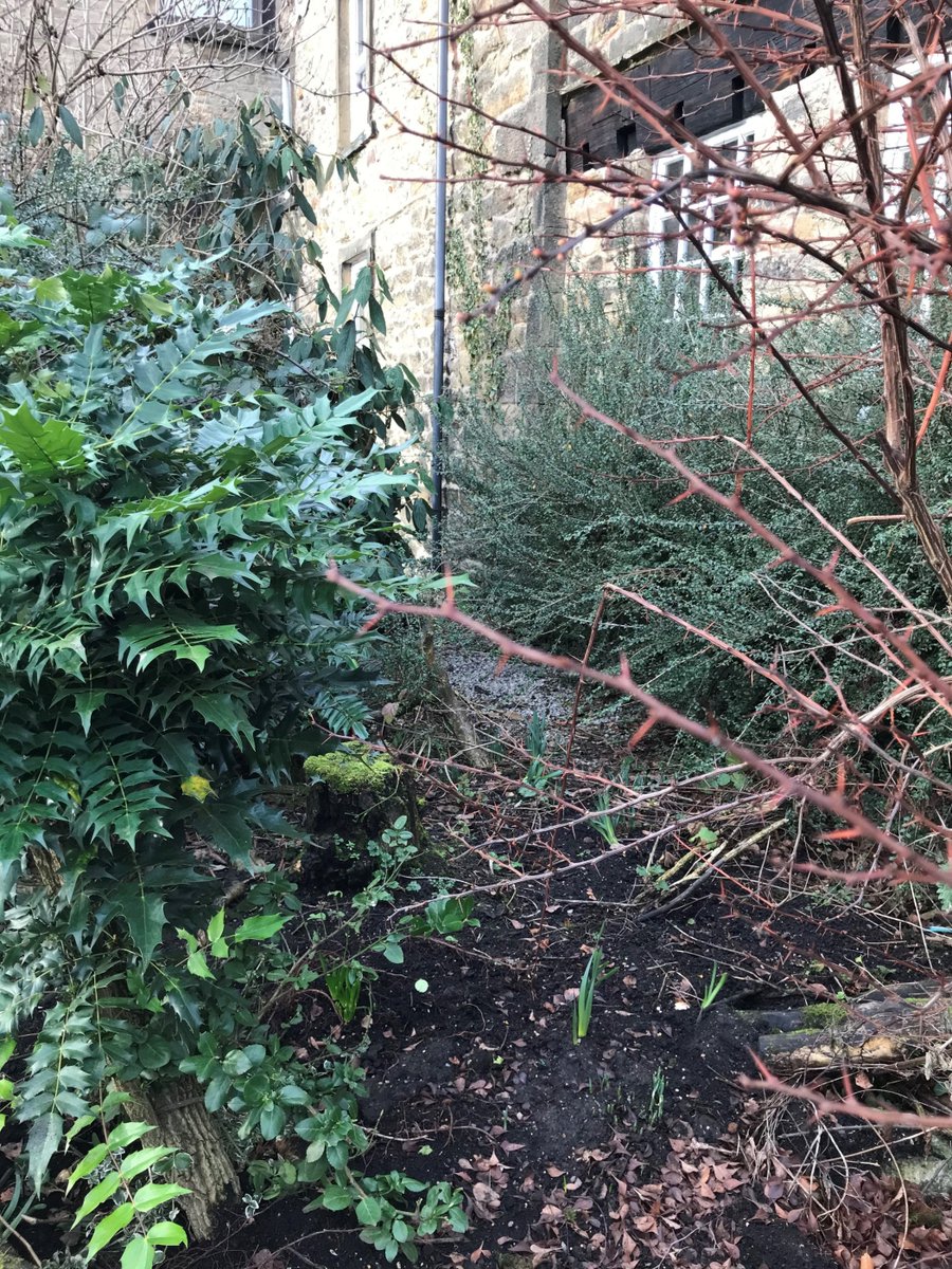 akapr1's tweet photo. Spot the signs of spring at our #Skipton base #HighCornMill
Won’t be long til the daffs are out! 😀🌹🌷
#spring @Andymear @SkiptonHomeCo https://t.co/mWwt5nAqPg