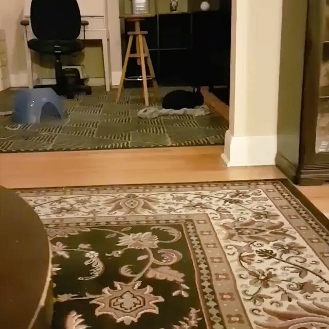rabbitrescue's tweet photo. Adopt Bear at: https://t.co/3LMMeqYqZ3
.
.
@adopt.a.bear Bear doesn't often let me see her zoom so I was super excited to capture this moment a few weeks ago! Look at her go! 🤩

#fosterbunny #adoptdontshop #rabbitrescue #bunsofinstagram #rabbitsofins… https://t.co/EeB5wgOi5R https://t.co/0lsq1iyMjm