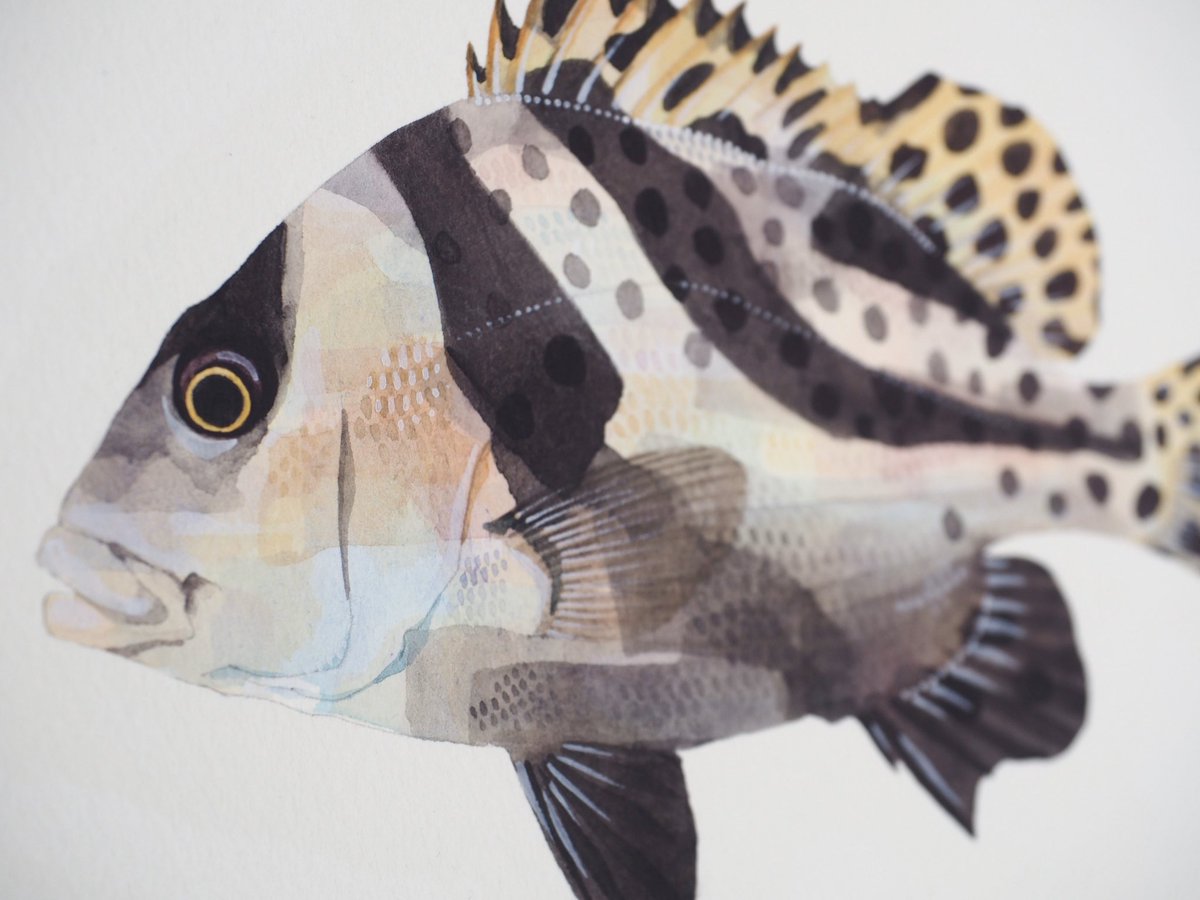 長嶋祐成 בטוויטר コショウダイ 初めて釣ったのは中学生のとき 父と通い詰めた釣りの終わりの頃のことで なんとお洒落な魚かと思いました