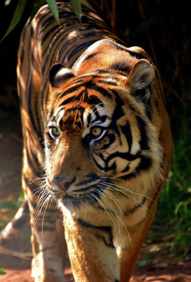 JIF207's tweet photo. Title
: Animal veres โลกที่มนุษย์80%มีร่างสัตว์
: #ควานเฉิง #ฟิคควานเฉิง

หลิวไห่ควานเลี้ยงแมวส้มขนฟูอยู่ตัวหนึ่ง อันที่จริงจะเรียกว่าแมวเต็มๆปากก็ไม่ได้ เพราะเขากำลังรอเด็กนั่นกลายเป็นคนให้เห็นอยู่.. https://t.co/lnofDVHV5G