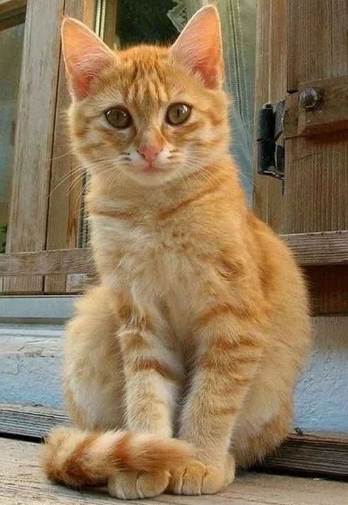 JIF207's tweet photo. Title
: Animal veres โลกที่มนุษย์80%มีร่างสัตว์
: #ควานเฉิง #ฟิคควานเฉิง

หลิวไห่ควานเลี้ยงแมวส้มขนฟูอยู่ตัวหนึ่ง อันที่จริงจะเรียกว่าแมวเต็มๆปากก็ไม่ได้ เพราะเขากำลังรอเด็กนั่นกลายเป็นคนให้เห็นอยู่.. https://t.co/lnofDVHV5G