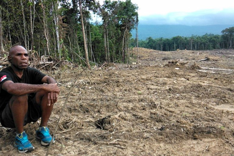 ArnoldBelau's tweet photo. Hutan: rumah burung endemik Papua di Nimbokrang, Kab. Jayapura di ambang kehancuran karena kealapa sawit. Laporan lengkap dapat anda baca di sini: https://t.co/33xZ20TCGh https://t.co/V28DiJ2caw