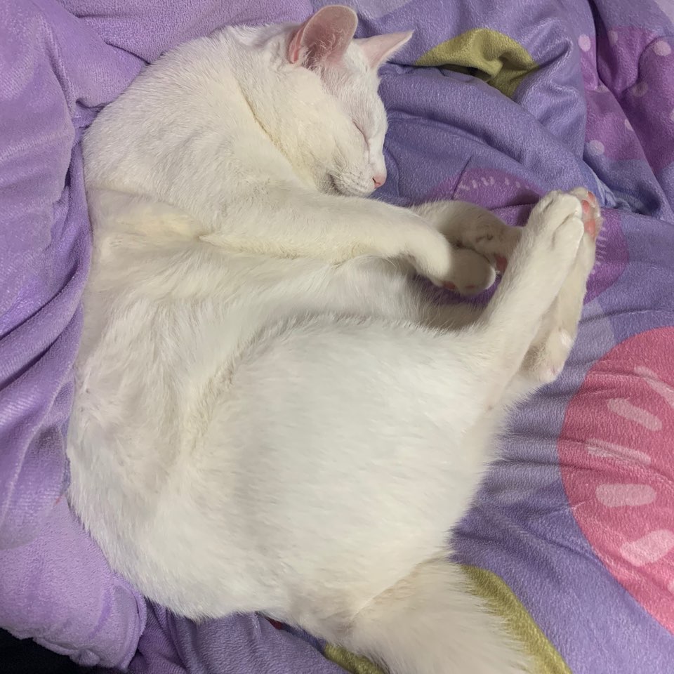 안냥히주무세오 (꾸벅)