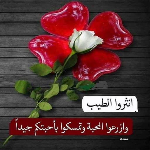 🏞💚💚abomdin69💚💚🏞 tweet media