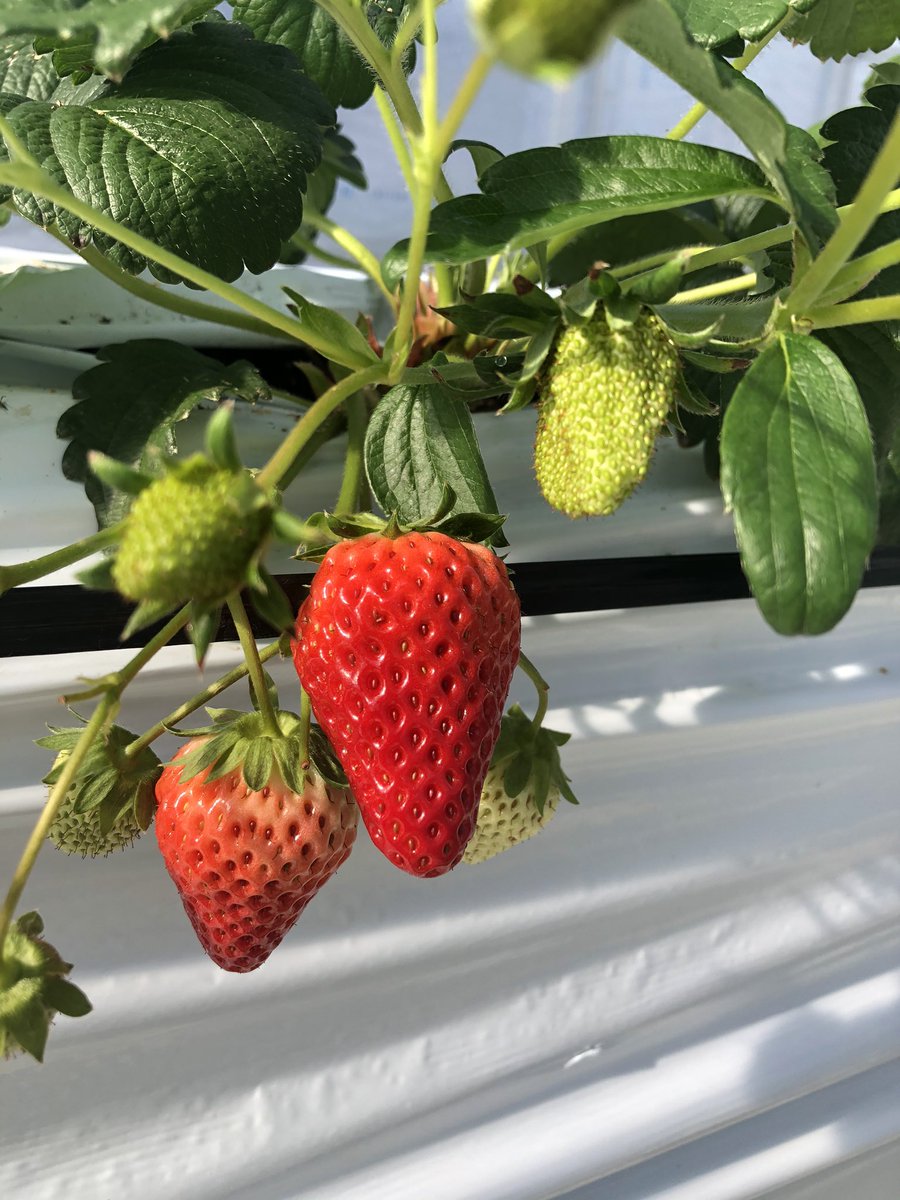 Catch Up 名古屋大事典 編集部 على تويتر 名古屋大事典編集部の推し情報 今の時期はやっぱりいちご狩り 西尾市にある キングファーム は ホイップクリームや練乳 チョコソースがかけ放題だから飽きずに楽しめるのがポイント