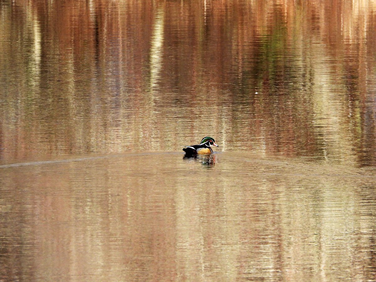 Wood duck on golden pond - take a walk in nature - it’s good for your soul - #BellLetsTalk #mentalhealth #getoutside #forestbathing #nature #wildlife #birds #wildvancouver #canada #vancouverbc #vancouvertrails #walksinnature #woodduck #pnw #hellobc