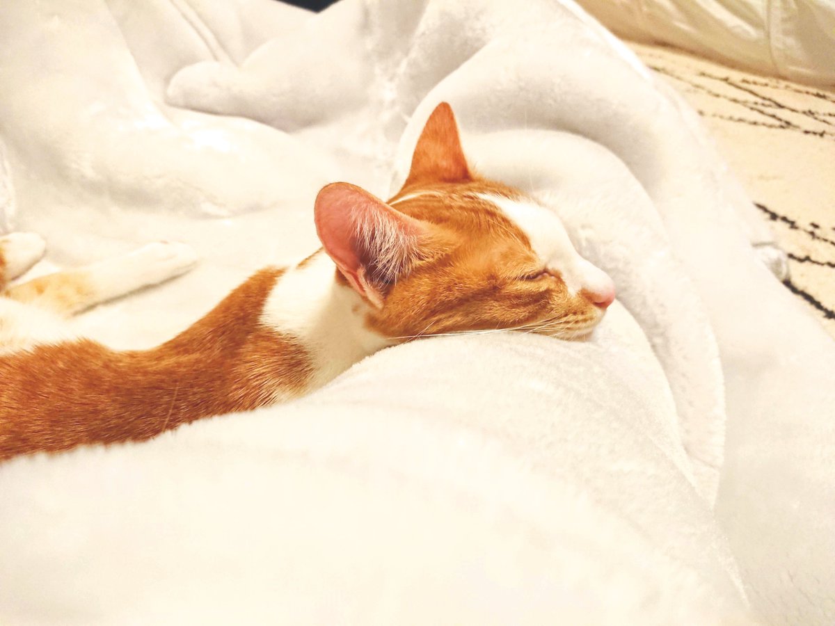 猫腕枕 猫腕枕
