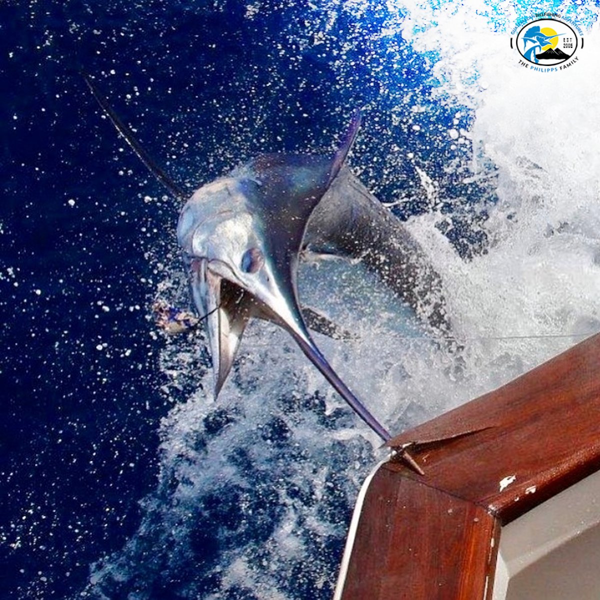 GuatemalaBillfishing (@guatbillfishing) on Twitter photo Sport Fishing In Guatemala!!!
Repost <a href="/pelagicgear/">Pelagic Gear</a>
Who says fishing isn't a contact sport? Pelagic Pro Team Capt. Brad Philipps captured this shot of a pissed off blue splittin' the teak aboard the DECISIVE.
#guatemala #fishinglife Sport Fishing In Guatemala!!!
Repost <a href="/pelagicgear/">Pelagic Gear</a>
Who says fishing isn't a contact sport? Pelagic Pro Team Capt. Brad Philipps captured this shot of a pissed off blue splittin' the teak aboard the DECISIVE.
#guatemala #fishinglife