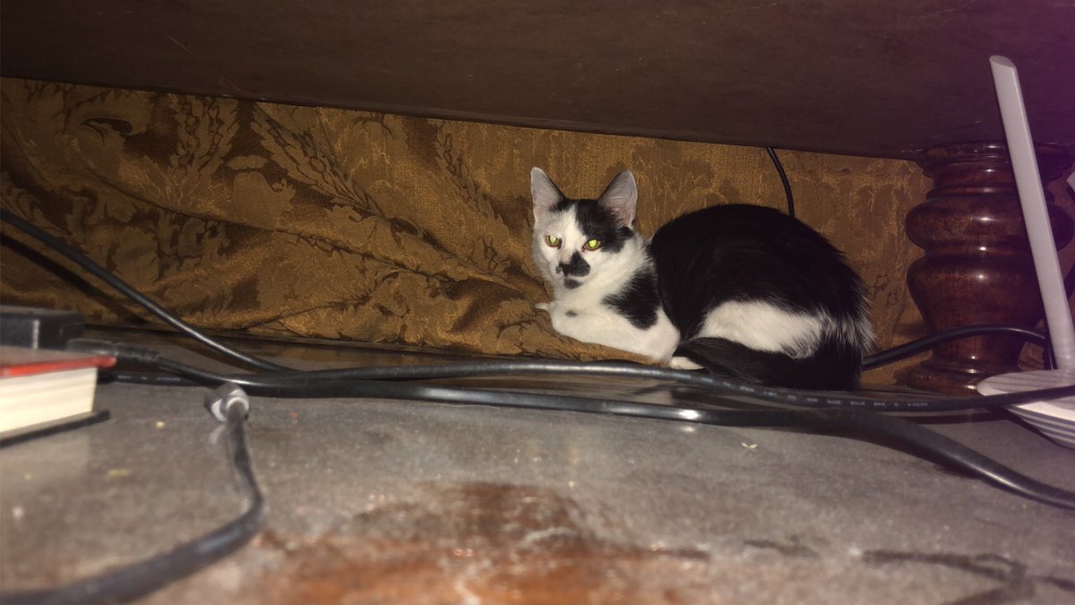 Mal_05021999's tweet photo. My new cat Joker!!!! https://t.co/kM2I5sbKL4