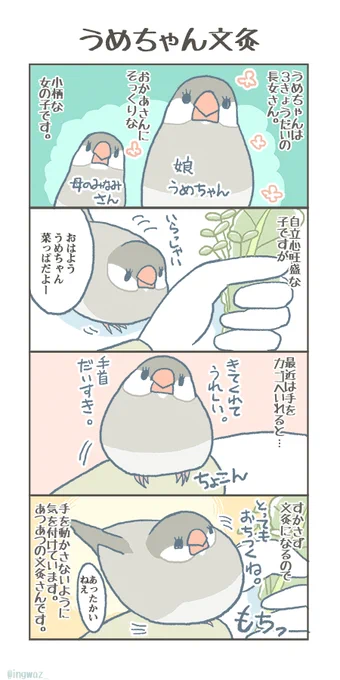 うめちゃん文灸。お灸のようにほかほかでアツアツです。#buncho #文鳥 #javasparrow 