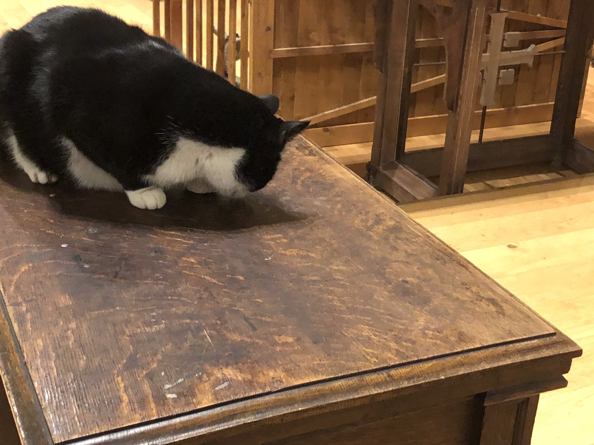 Black and white cat sitting in a loaf position, head turned to sniff at the table top.