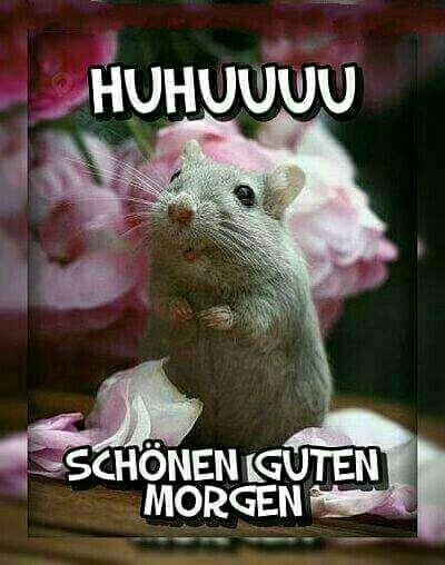 Mittwoch On Twitter Guten Morgen Hab Einen Schonen Tag