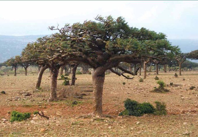 FAOKnowledge's tweet photo. #Drylands are home to an estimated 2β£ billion people, about 9β£0β£% of them in developing countries.
π DOWNLOAD HERE | First global assessment of trees, forests & land use in drylands which provides the baseline π³π³ π https://t.co/i5IfVUbtAV
#FAODoc https://t.co/0tVdVbTwHh