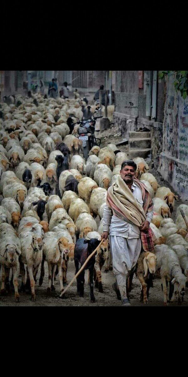 BhavdipKaramata's tweet photo. આ અમારાં માલધારી નું જીવન હતુ નેહડા માં.
એટલે અમને હક મળ્યો છે.
સરકાર હવે તો જાગો.
#save_gir_barda_alechtribe #save_maldhari #save_adivashi #save_trible 
@vijayrupanibjp 
@JivrajAal 
@narendramodi 
@AmitShah 
@BJP4Gujarat 
@BJP4India 
@CMOGuj 
@RahulGandhi 
@Ganpatsinhv 
@CMOGuj https://t.co/eTw1nkhcPn