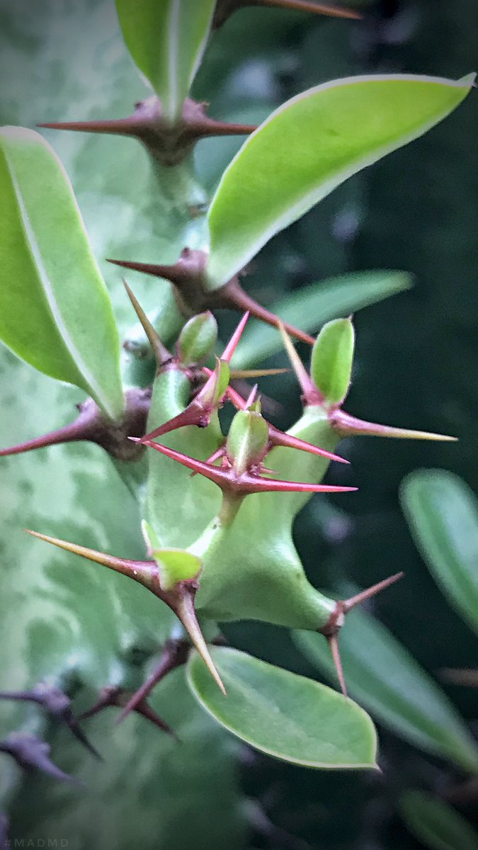 Joki_Aaron's tweet photo. THORN PLANT 

Day 022/366 #PichaZaSimu
#Px367Challenge #Px366
#PichaPoPote #PichaKiganjani 
#ShotOniPhone7Plus #MadMD https://t.co/2D1ZlJt9DB