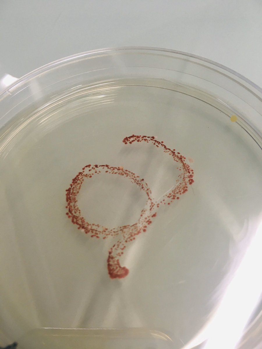 Margo_Cargo's tweet photo. Ça se développe ! la suite de l'atelier micro-organismes ! bientôt 2 nouvelles fonts : la version fungi du Faune et du BioRhyme #typography #graphism #science #faune #biorhyme #font https://t.co/le9m6S3LQ5
