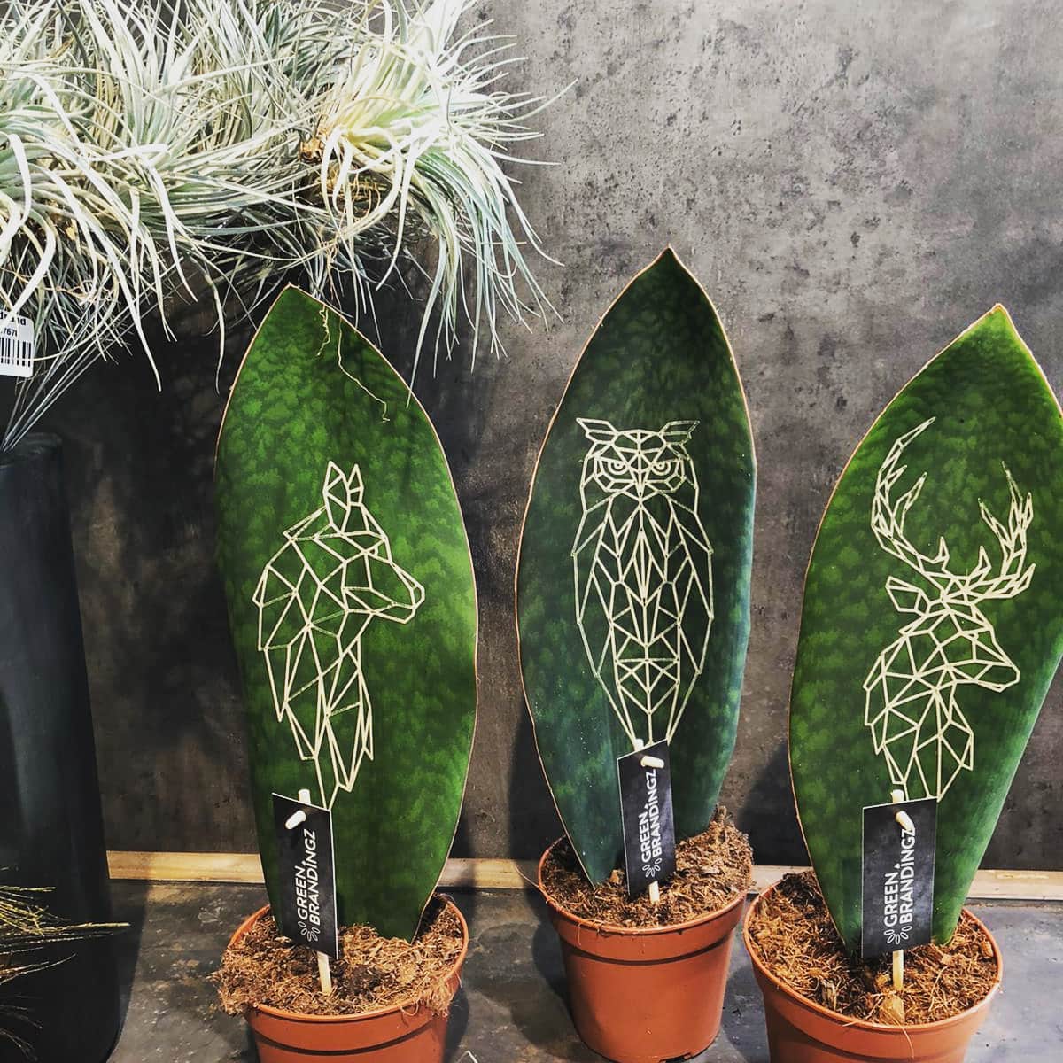 New Sansevieria Green Brandingz 

#Greenbrandingz #geomatric #wolf #owl #deer #sansevieria #plant #green #brandingz