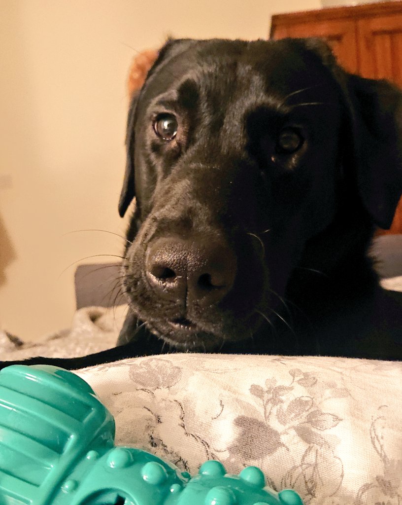 KlaireConnor's tweet photo. Think it might be time to get up...! #Tom #NotSubtleAtAll https://t.co/vfaR53dioC